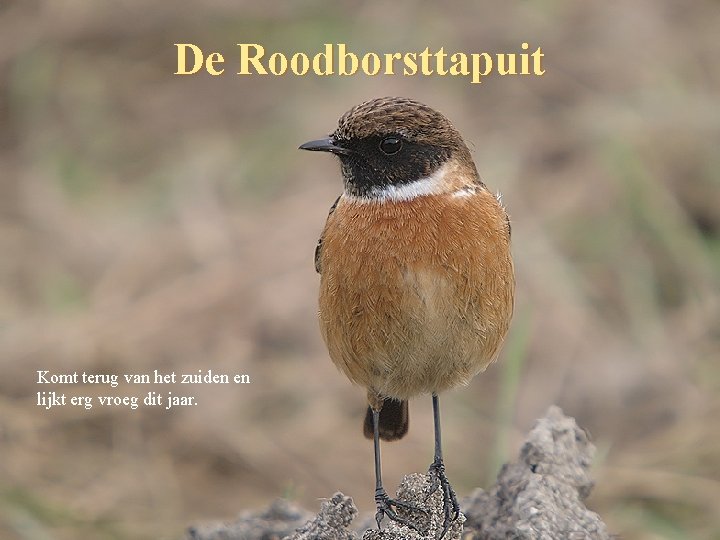 De Roodborsttapuit Komt terug van het zuiden en lijkt erg vroeg dit jaar. 