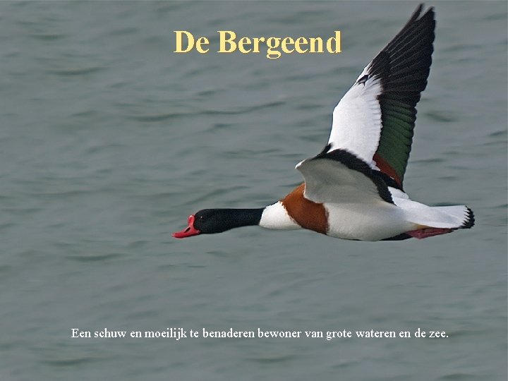De Bergeend Een schuw en moeilijk te benaderen bewoner van grote wateren en de