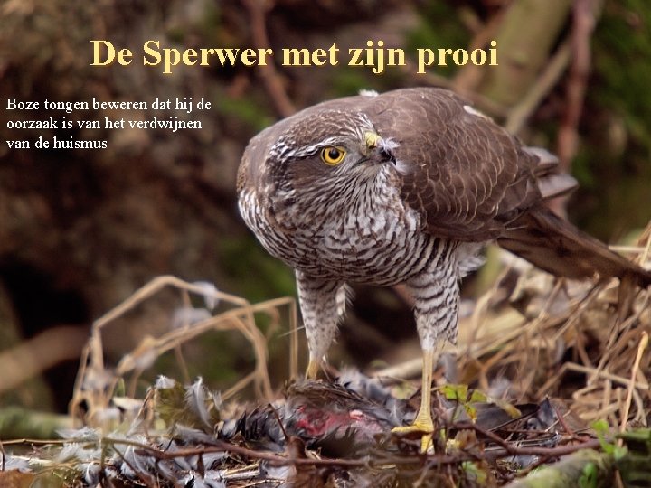 De Sperwer met zijn prooi Boze tongen beweren dat hij de oorzaak is van