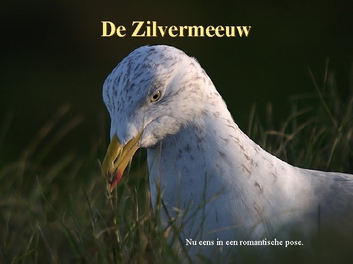 De Zilvermeeuw Nu eens in een romantische pose. 