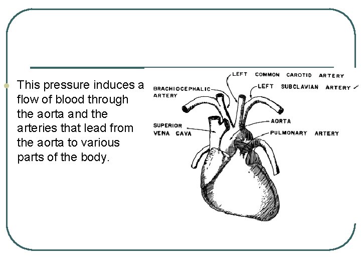 l This pressure induces a flow of blood through the aorta and the arteries