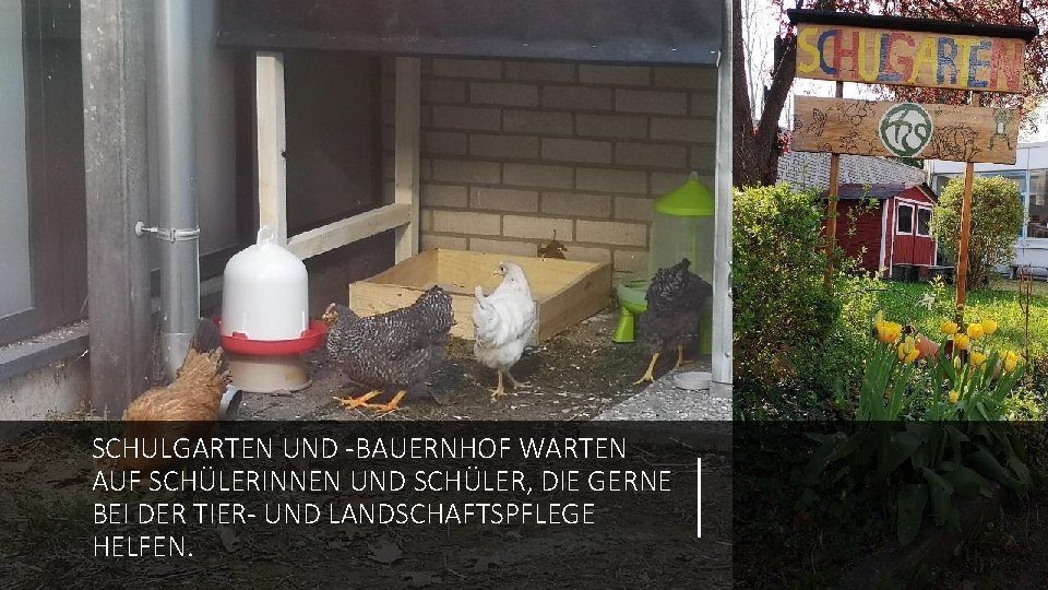 SCHULGARTEN UND -BAUERNHOF WARTEN AUF SCHÜLERINNEN UND SCHÜLER, DIE GERNE BEI DER TIER- UND