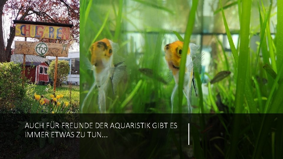 AUCH FÜR FREUNDE DER AQUARISTIK GIBT ES IMMER ETWAS ZU TUN. . . 