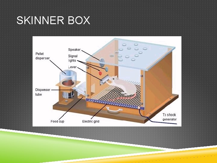 SKINNER BOX 