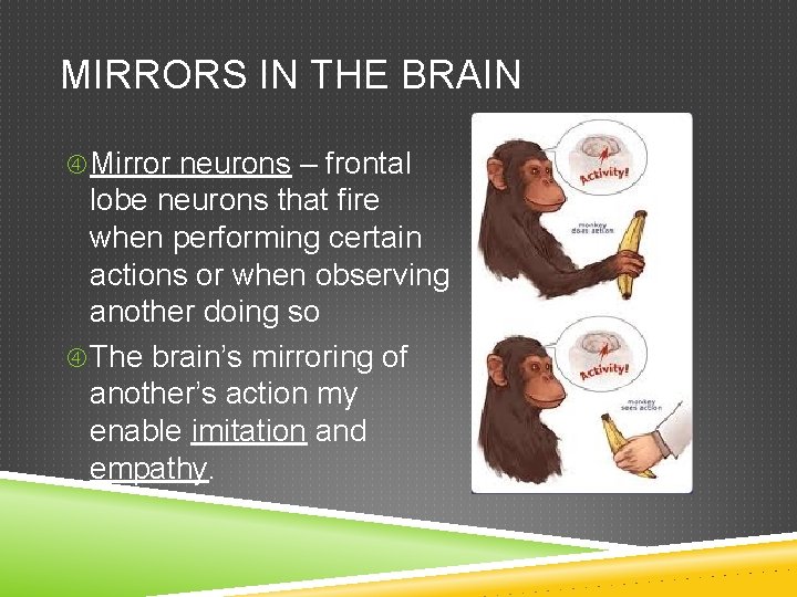 MIRRORS IN THE BRAIN Mirror neurons – frontal lobe neurons that fire when performing