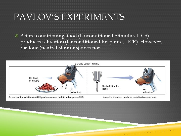 PAVLOV’S EXPERIMENTS Before conditioning, food (Unconditioned Stimulus, UCS) produces salivation (Unconditioned Response, UCR). However,