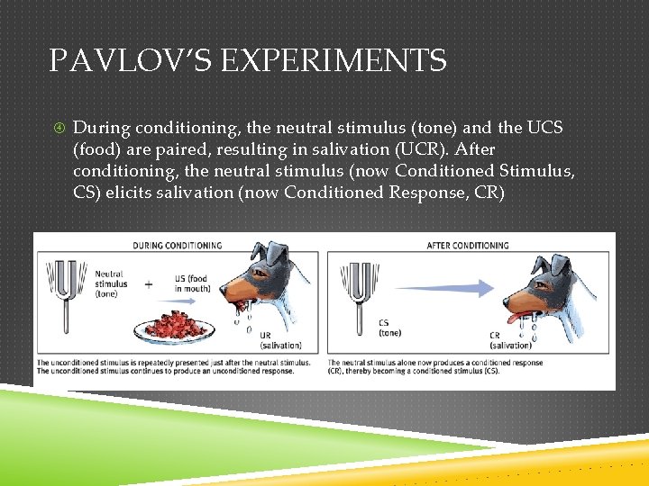 PAVLOV’S EXPERIMENTS During conditioning, the neutral stimulus (tone) and the UCS (food) are paired,