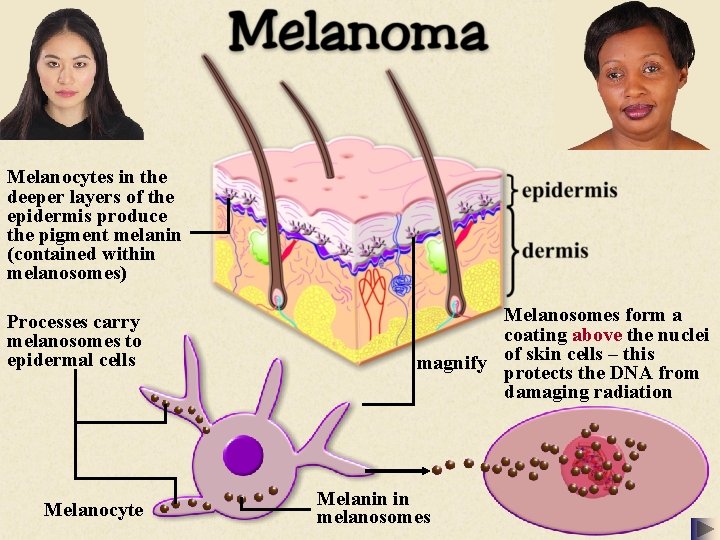 Melanocytes in the deeper layers of the epidermis produce the pigment melanin (contained within