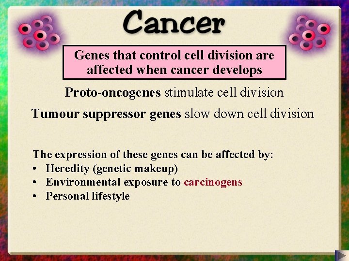 Genes that control cell division are affected when cancer develops Proto-oncogenes stimulate cell division