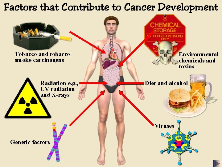Tobacco and tobacco smoke carcinogens Radiation e. g. , UV radiation and X-rays Environmental