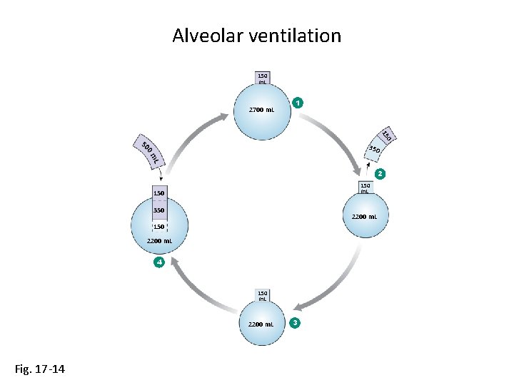 Alveolar ventilation 150 m. L 2700 m. L 1 0 15 350 2 150