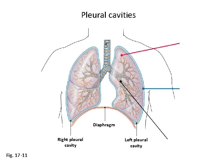 Pleural cavities Diaphragm Right pleural cavity Fig. 17 -11 Left pleural cavity 
