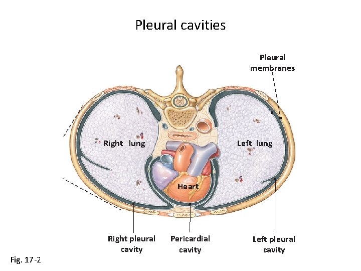 Pleural cavities Pleural membranes Right lung Left lung Heart Fig. 17 -2 Right pleural