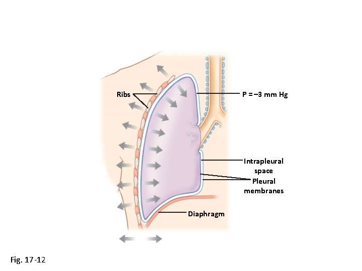 P = – 3 mm Hg Ribs Intrapleural space Pleural membranes Diaphragm Fig. 17