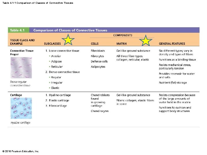 Table 4. 1 -1 Comparison of Classes of Connective Tissues © 2016 Pearson Education,