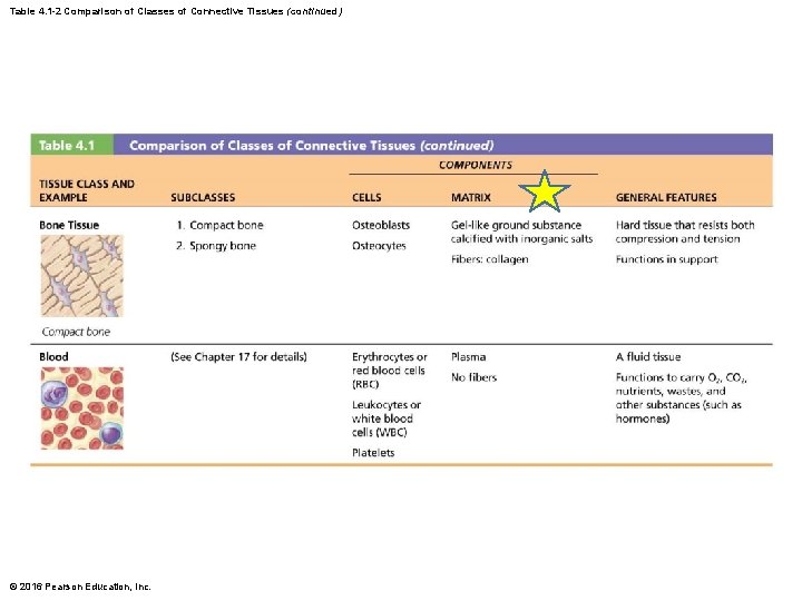 Table 4. 1 -2 Comparison of Classes of Connective Tissues (continued) © 2016 Pearson