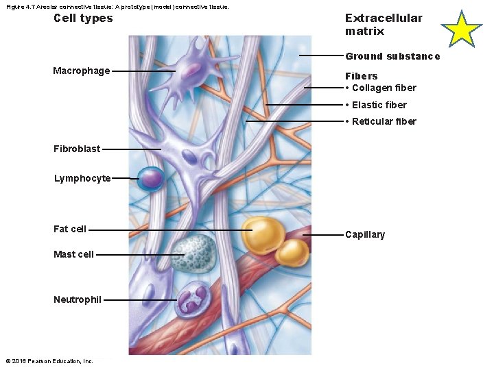 Figure 4. 7 Areolar connective tissue: A prototype (model) connective tissue. Cell types Extracellular