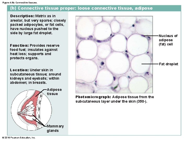 Figure 4. 8 b Connective tissues. Connective tissue proper: loose connective tissue, adipose Description: