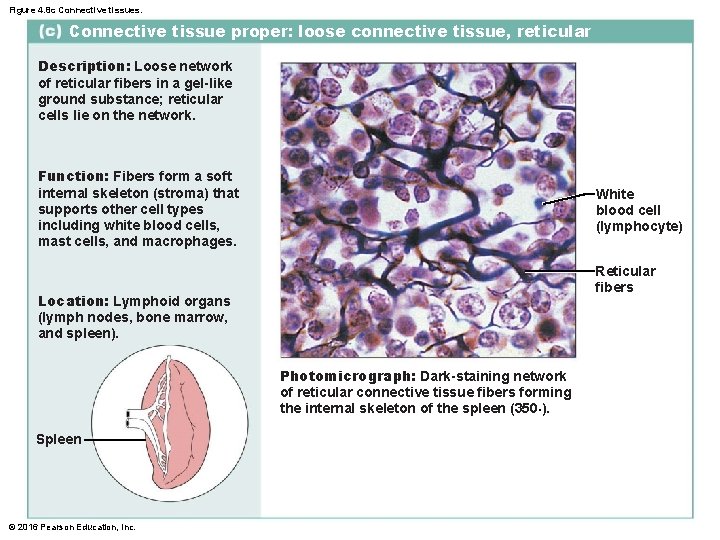 Figure 4. 8 c Connective tissues. Connective tissue proper: loose connective tissue, reticular Description: