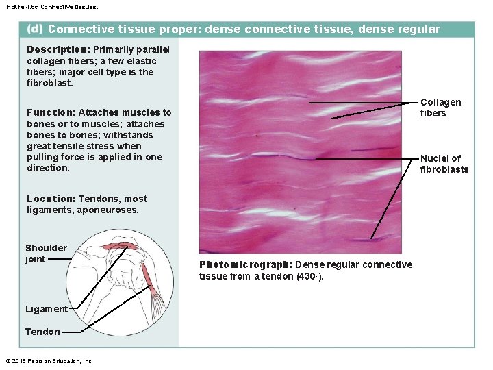 Figure 4. 8 d Connective tissues. Connective tissue proper: dense connective tissue, dense regular