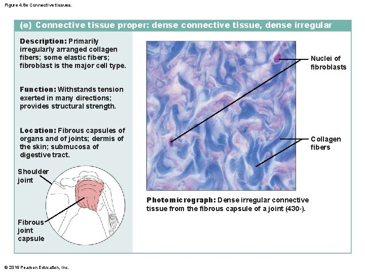 Figure 4. 8 e Connective tissues. Connective tissue proper: dense connective tissue, dense irregular