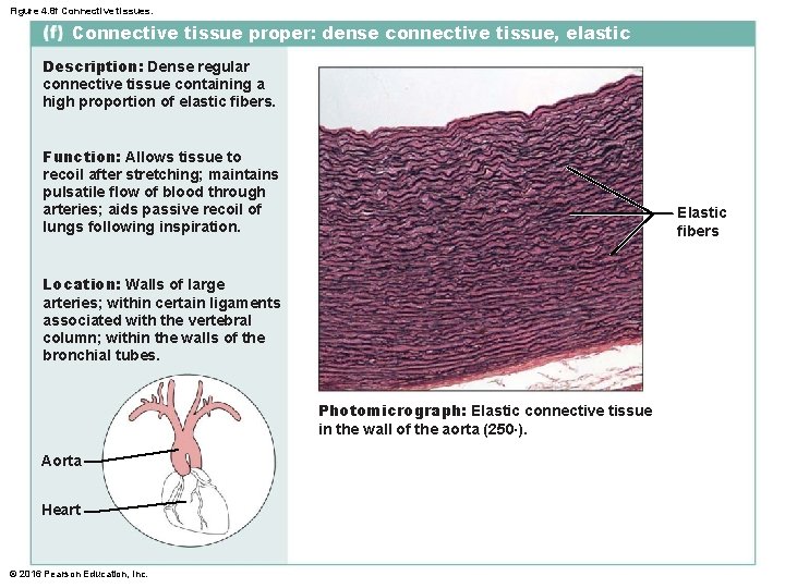 Figure 4. 8 f Connective tissues. Connective tissue proper: dense connective tissue, elastic Description: