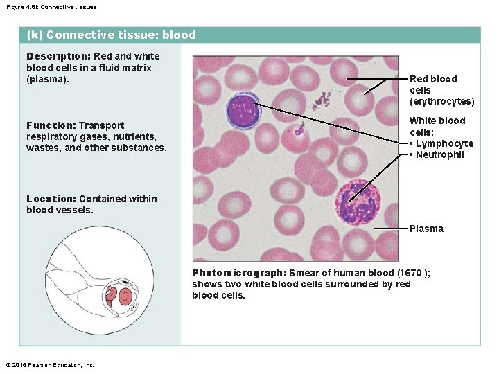 Figure 4. 8 k Connective tissues. Connective tissue: blood Description: Red and white blood