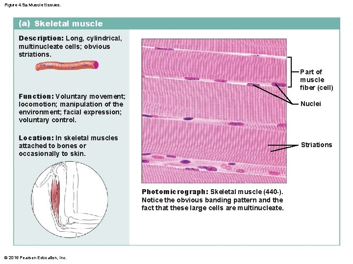 Figure 4. 9 a Muscle tissues. Skeletal muscle Description: Long, cylindrical, multinucleate cells; obvious