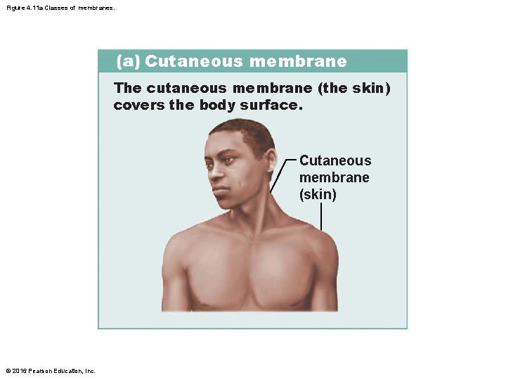 Figure 4. 11 a Classes of membranes. Cutaneous membrane The cutaneous membrane (the skin)