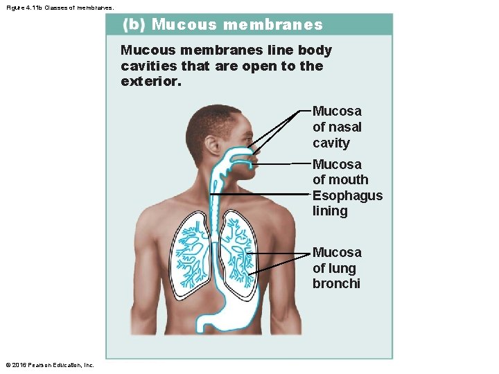 Figure 4. 11 b Classes of membranes. Mucous membranes line body cavities that are