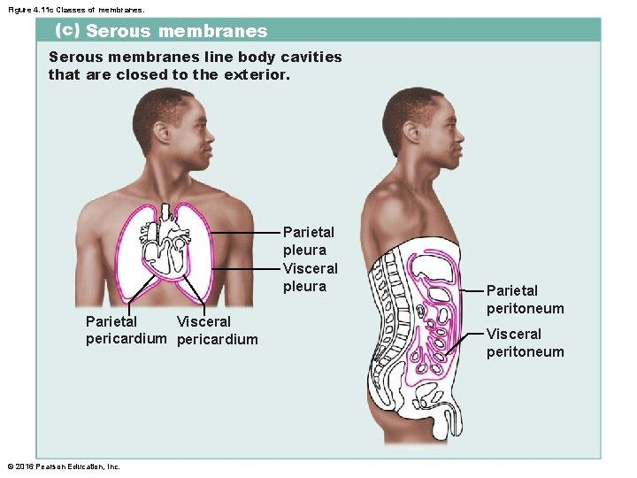 Figure 4. 11 c Classes of membranes. Serous membranes line body cavities that are