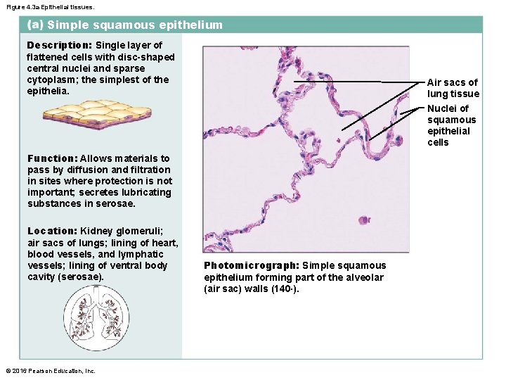 Figure 4. 3 a Epithelial tissues. Simple squamous epithelium Description: Single layer of flattened