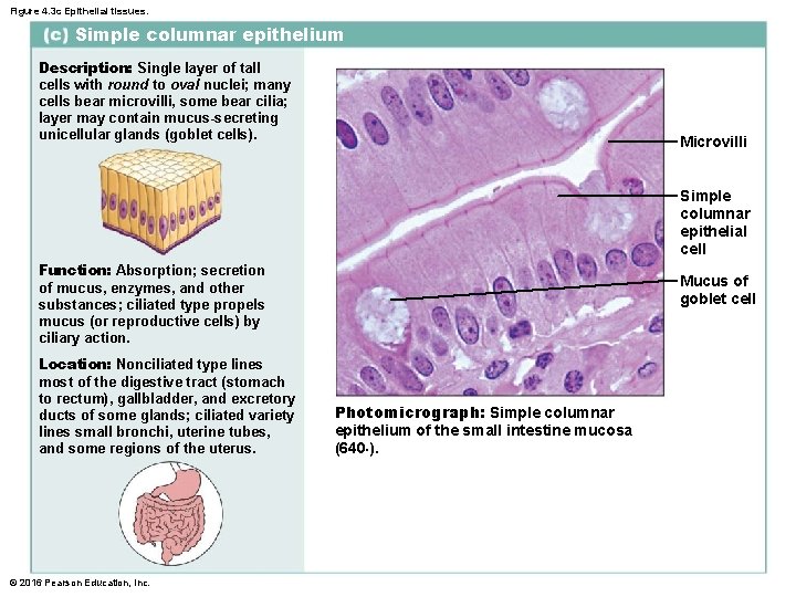Figure 4. 3 c Epithelial tissues. Simple columnar epithelium Description: Single layer of tall