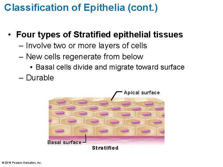 Classification of Epithelia (cont. ) • Four types of Stratified epithelial tissues – Involve