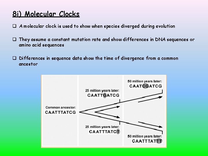 8 i) Molecular Clocks A molecular clock is used to show when species diverged