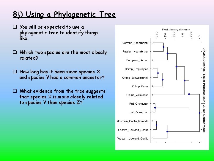 8 j) Using a Phylogenetic Tree You will be expected to use a phylogenetic