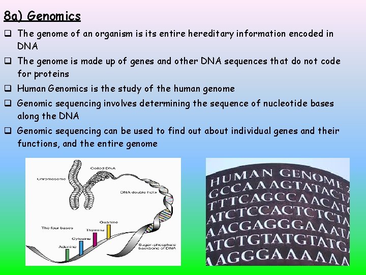8 a) Genomics The genome of an organism is its entire hereditary information encoded