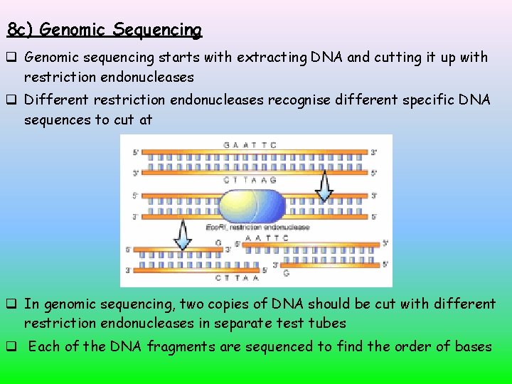 8 c) Genomic Sequencing Genomic sequencing starts with extracting DNA and cutting it up