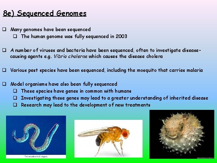 8 e) Sequenced Genomes Many genomes have been sequenced The human genome was fully