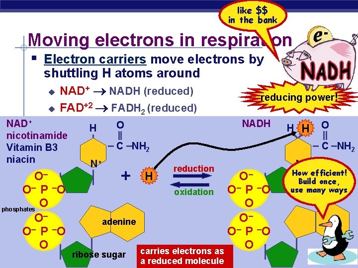 like $$ in the bank Moving electrons in respiration § Electron carriers move electrons