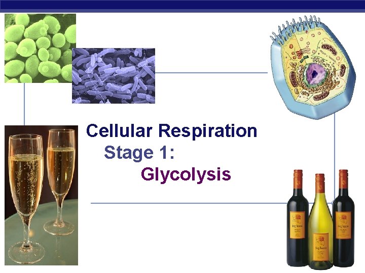 Cellular Respiration Stage 1: Glycolysis AP Biology 2007 -2008 