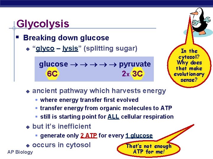 Glycolysis § Breaking down glucose u “glyco – lysis” (splitting sugar) glucose pyruvate 2