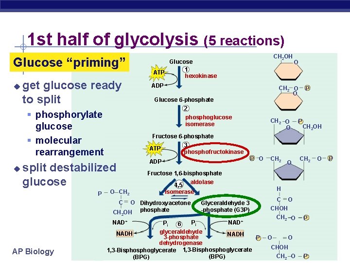 1 st half of glycolysis (5 reactions) Glucose “priming” u get glucose ready to