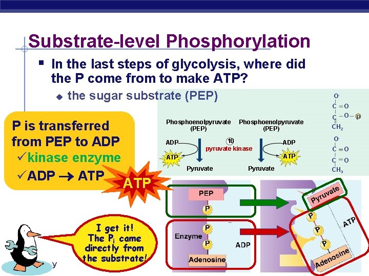 Substrate-level Phosphorylation § In the last steps of glycolysis, where did the P come