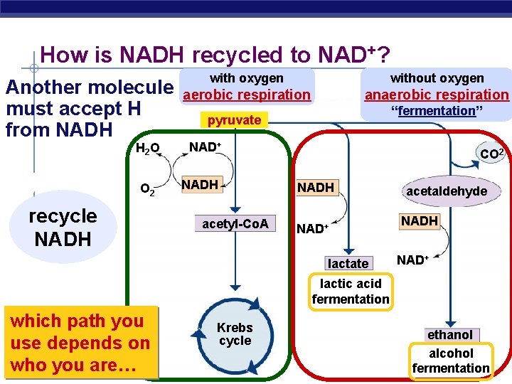 How is NADH recycled to NAD+? Another molecule must accept H from NADH H