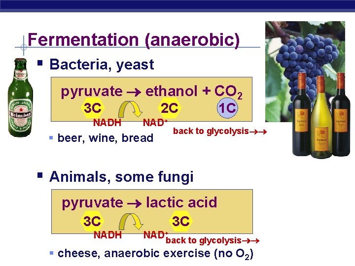Fermentation (anaerobic) § Bacteria, yeast pyruvate ethanol + CO 2 3 C NADH 2