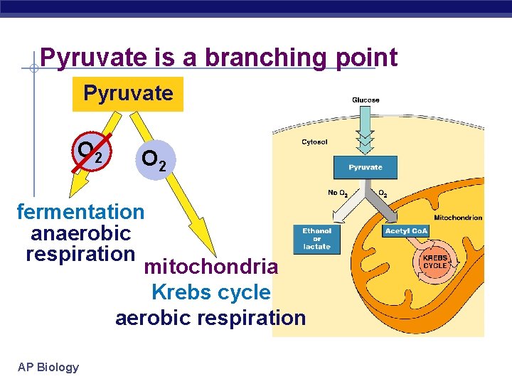 Pyruvate is a branching point Pyruvate O 2 fermentation anaerobic respiration mitochondria Krebs cycle