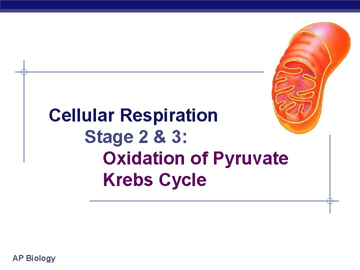 Cellular Respiration Stage 2 & 3: Oxidation of Pyruvate Krebs Cycle AP Biology 