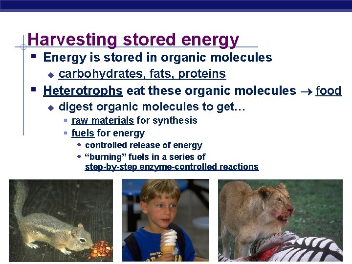 Harvesting stored energy § Energy is stored in organic molecules carbohydrates, fats, proteins Heterotrophs