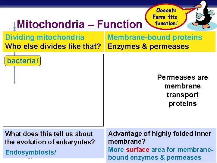Mitochondria – Function Oooooh! Form fits function! Dividing mitochondria Membrane-bound proteins Who else divides
